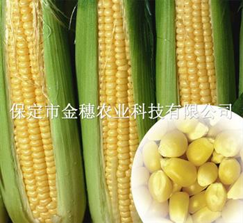 高产玉米种子